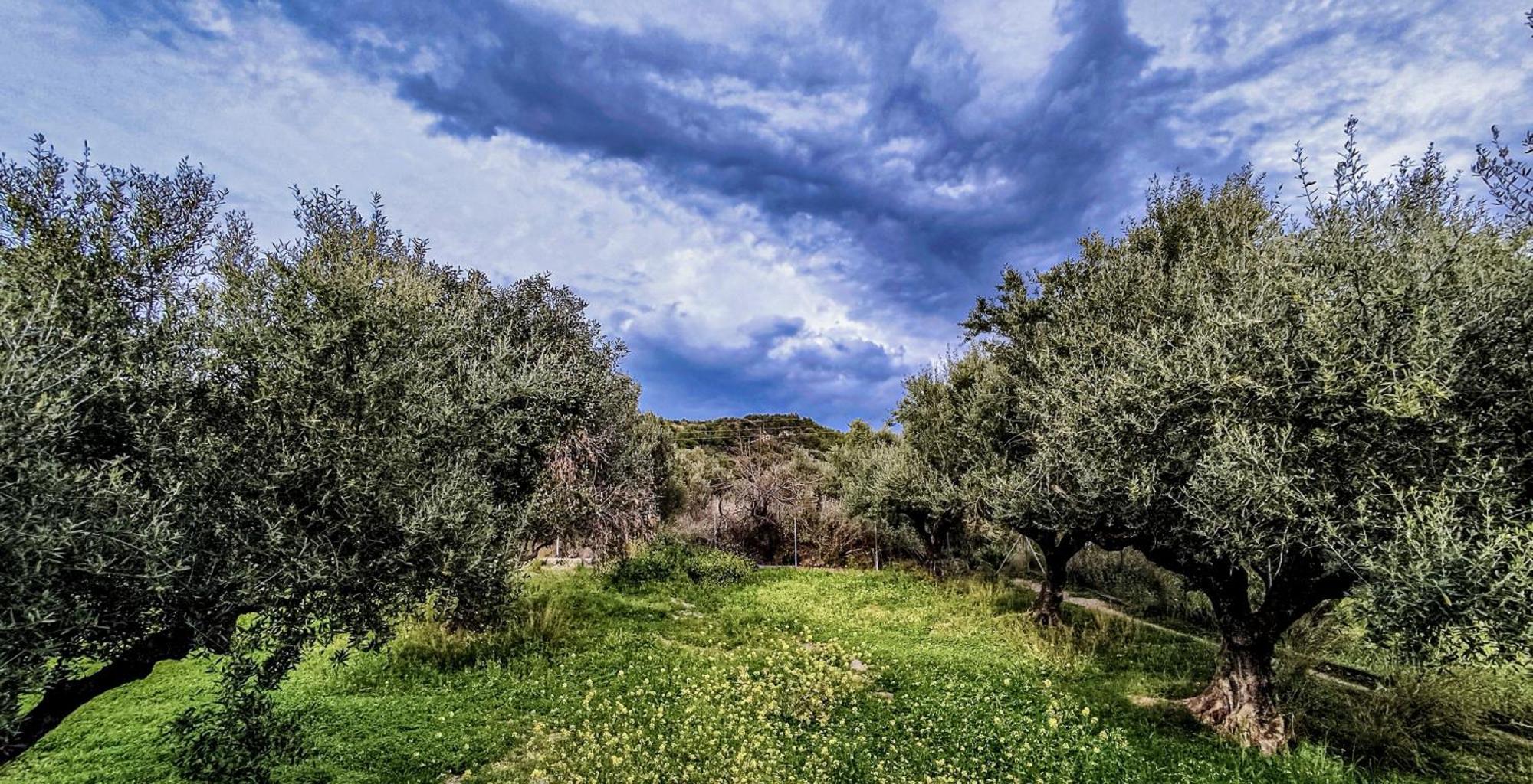 Your Spot West Peloponnese Shared Countryhouse Захаро Екстер'єр фото